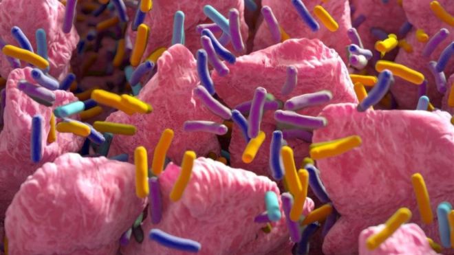 Bağırsak sağlığı ve mikrobiyomla ilgili ne biliyoruz?